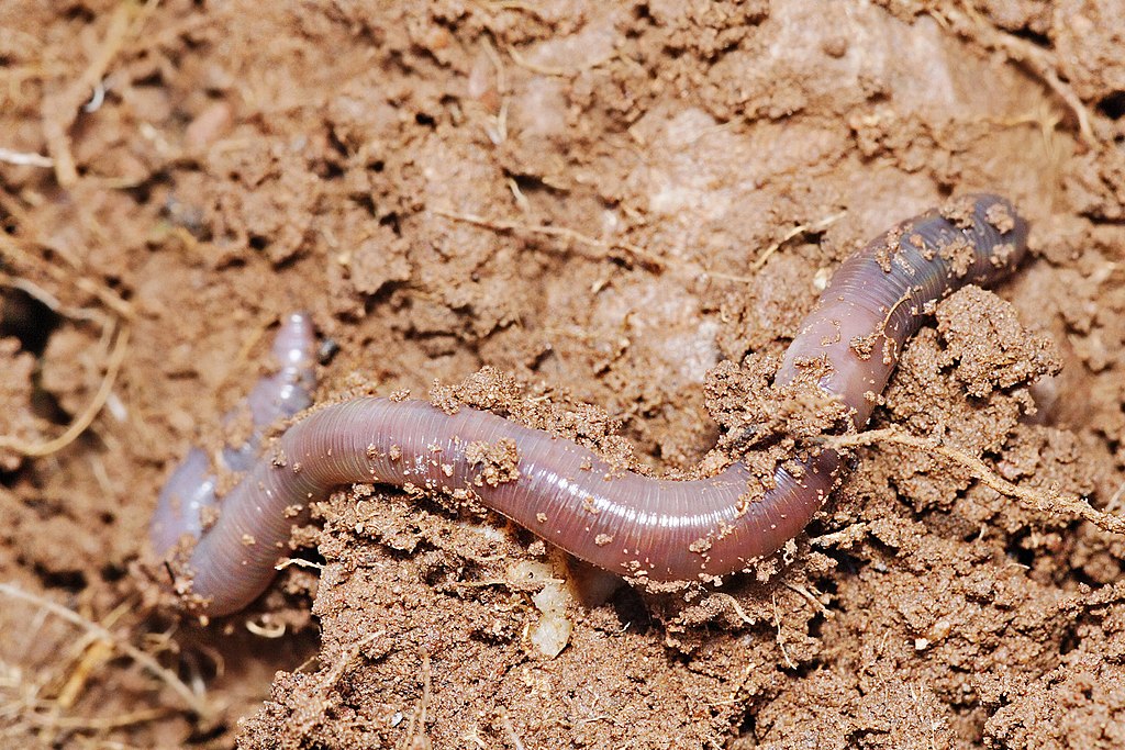Earthworm castings shop